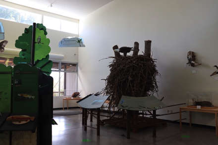 Education Center – display of authentic eagle nest – hands on displays – covered observation deck